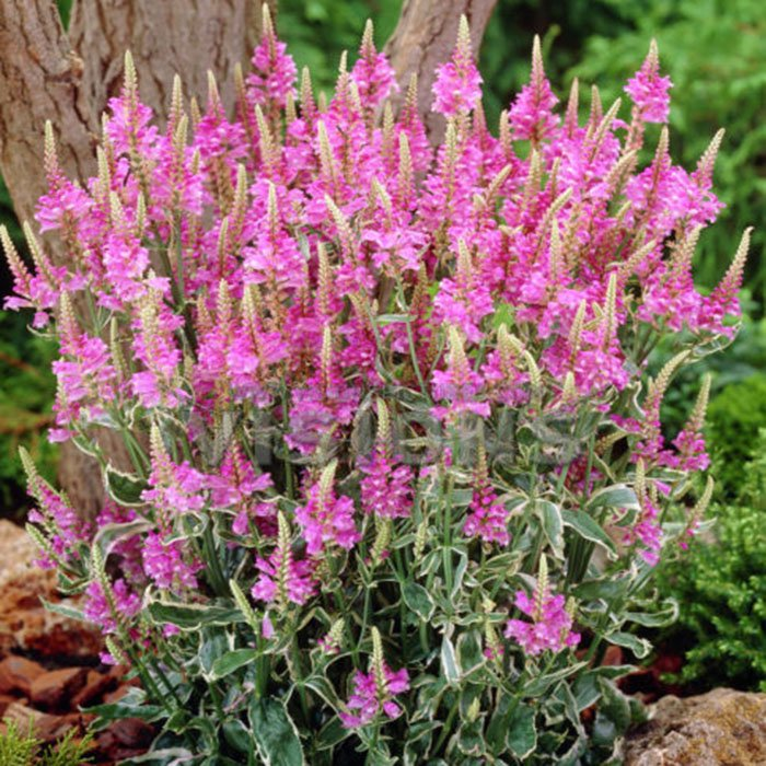 Превью изображения