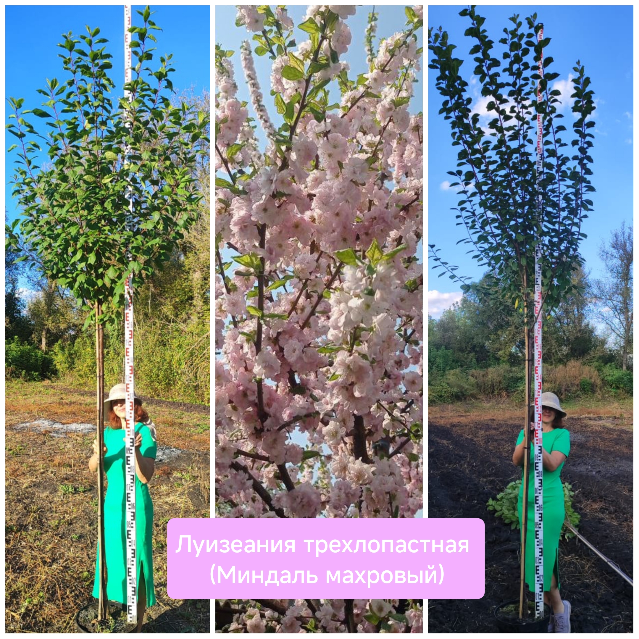 Превью изображения