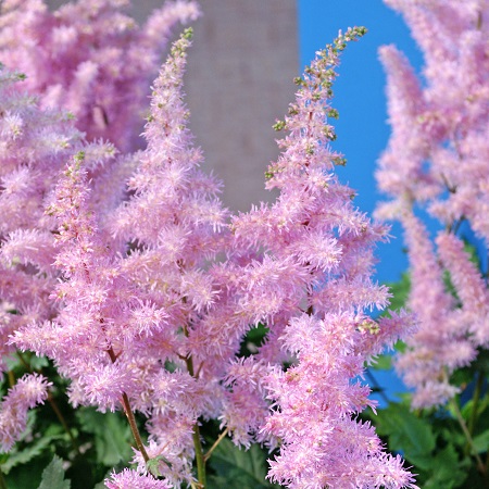 Превью изображения