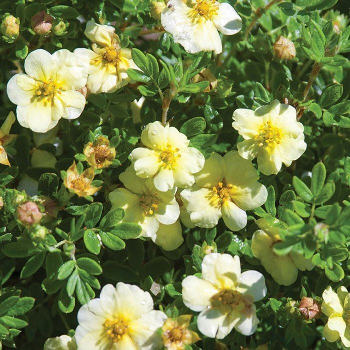 Превью изображения