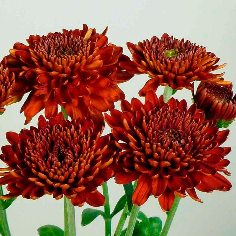 Превью изображения