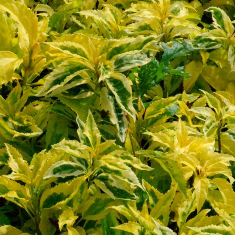 Превью изображения