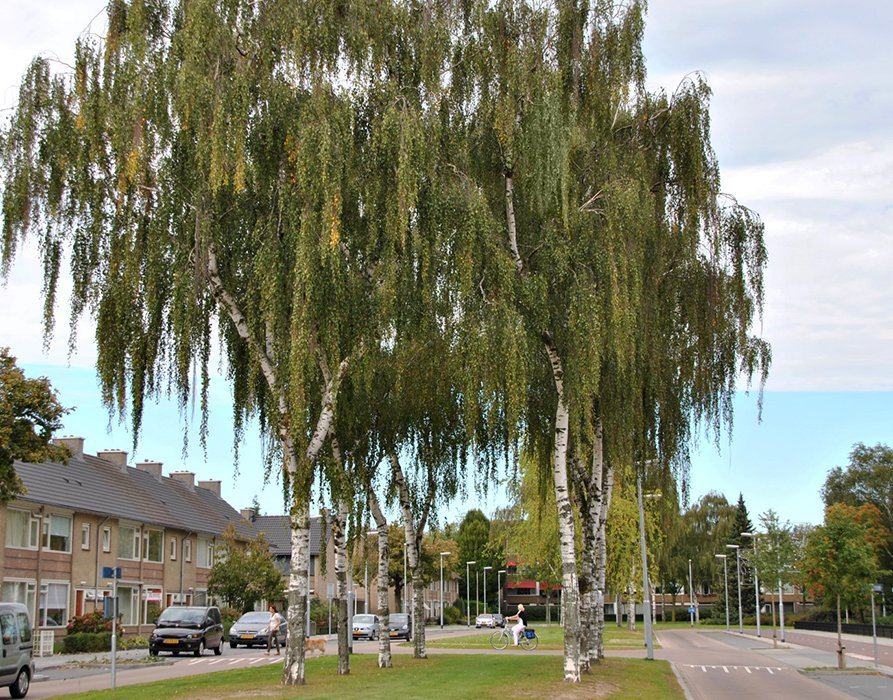 Превью изображения