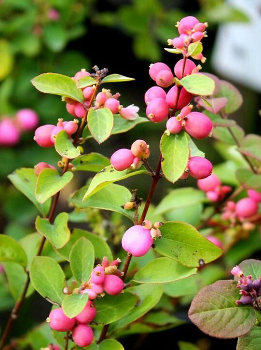 Превью изображения