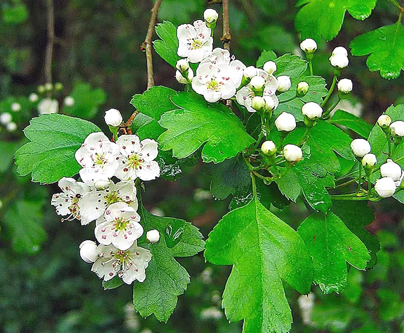 Превью изображения