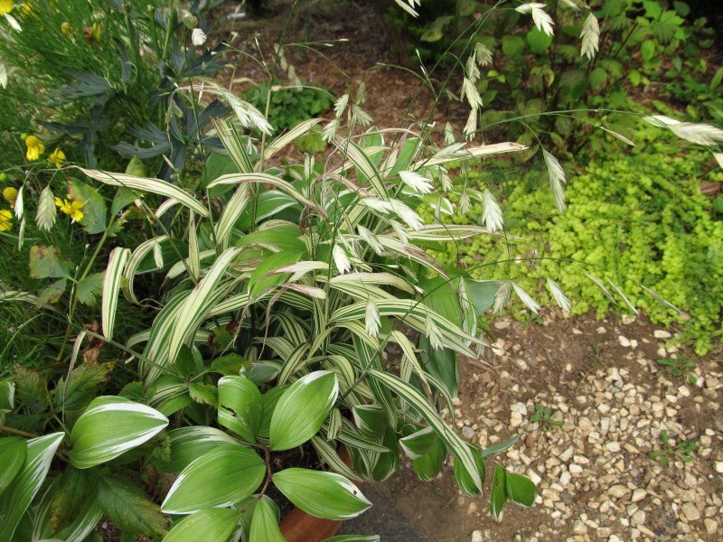 Превью изображения