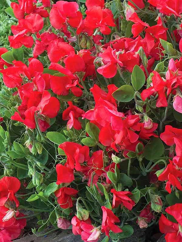 Превью изображения