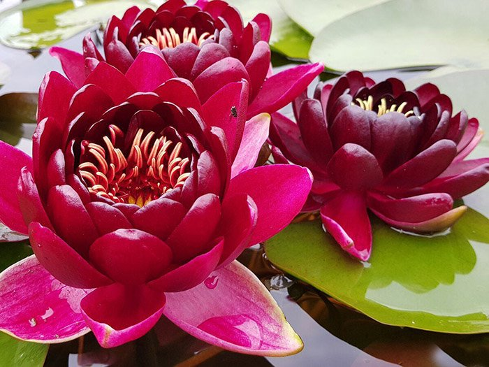 Превью изображения