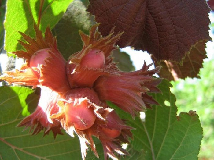 Превью изображения