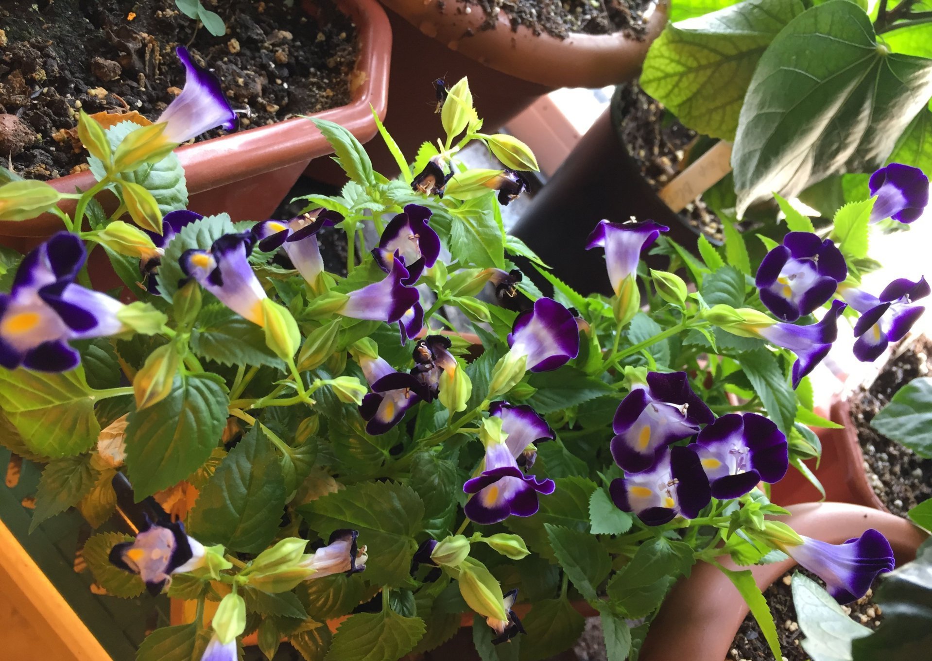 Превью изображения