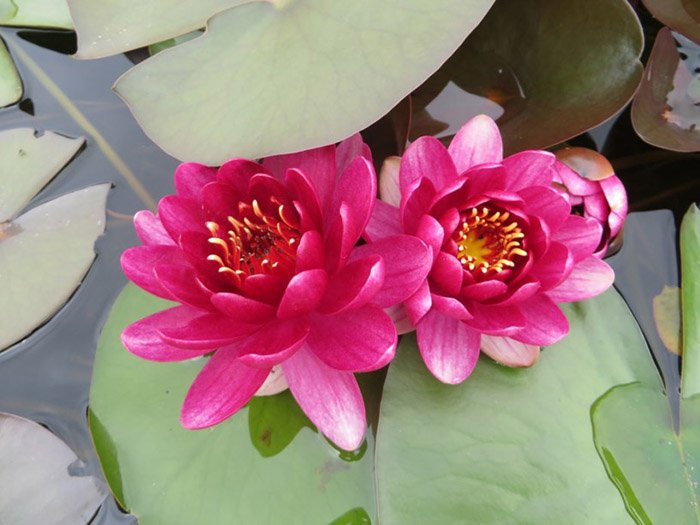 Превью изображения