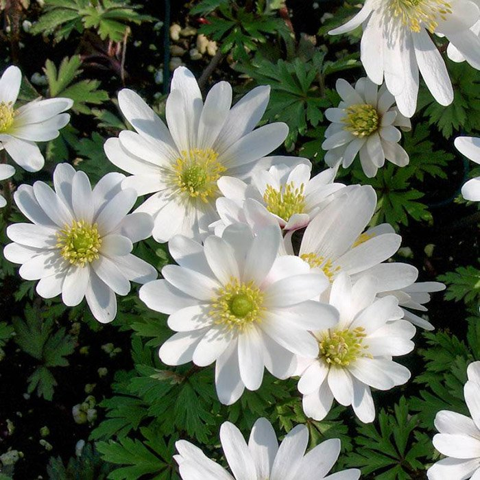 Превью изображения