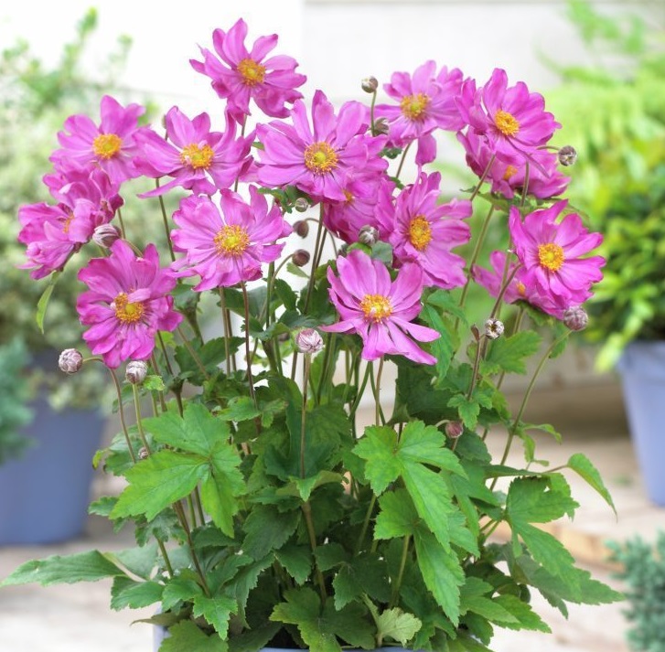 Превью изображения