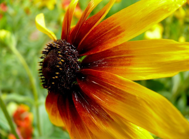 Превью изображения