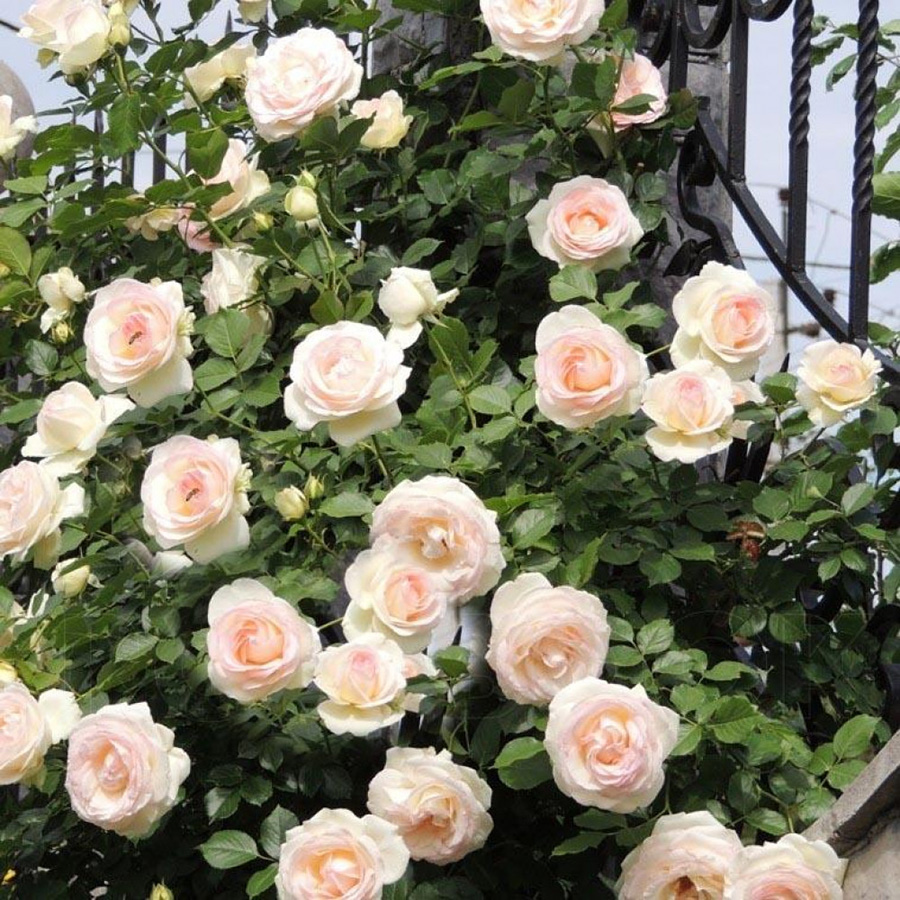 Превью изображения