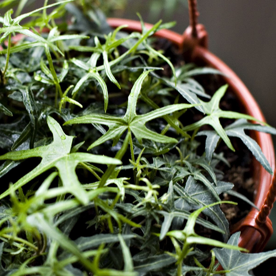 Превью изображения