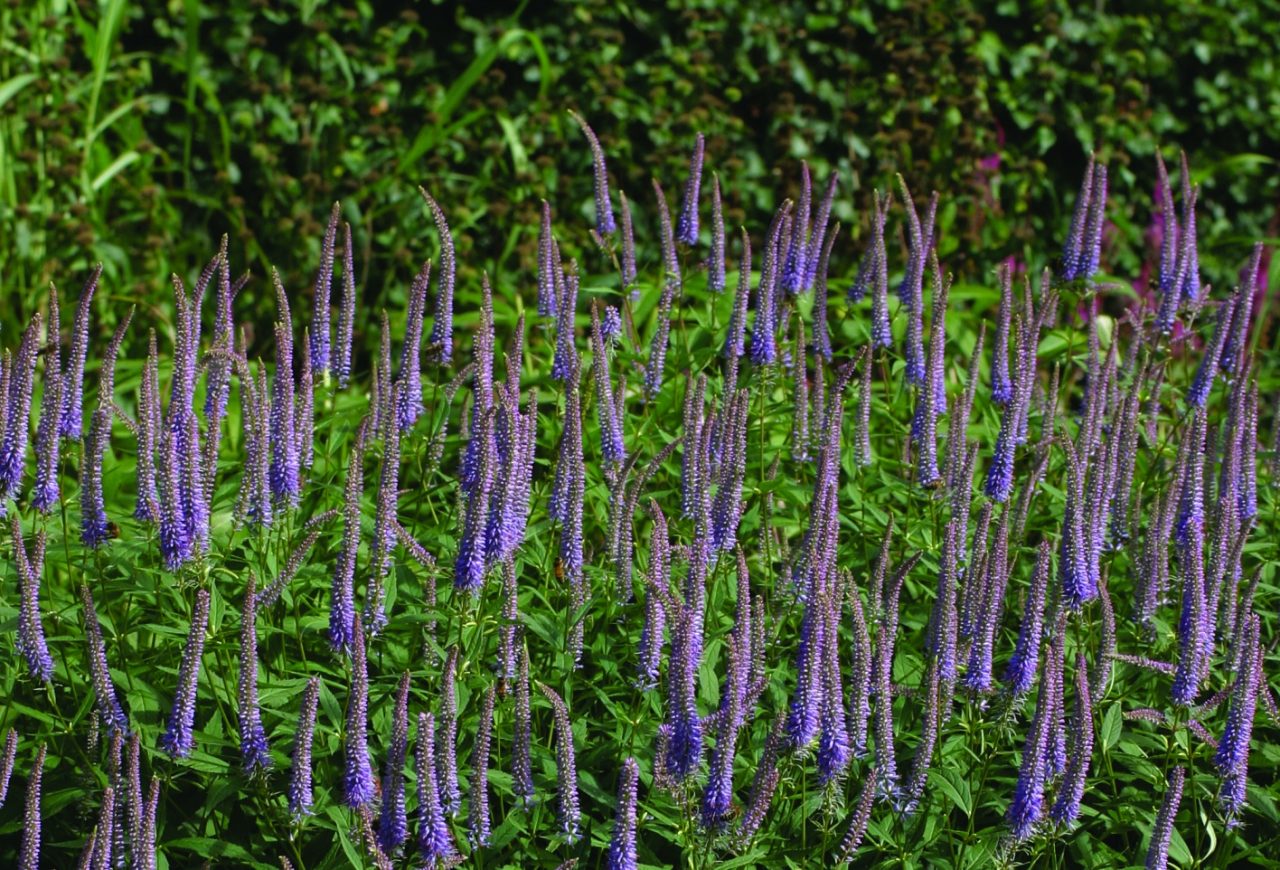 Превью изображения