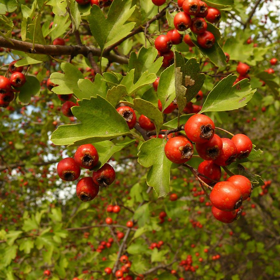 Превью изображения