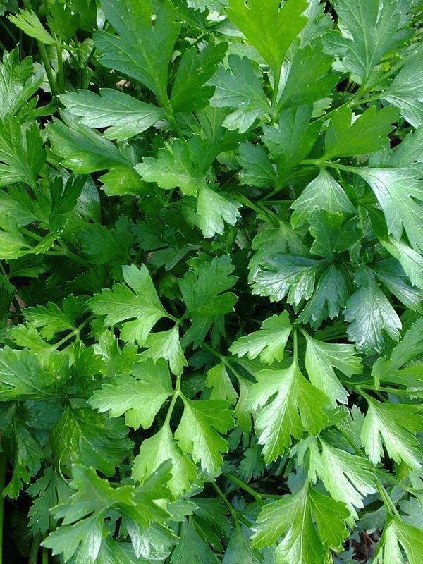 Превью изображения