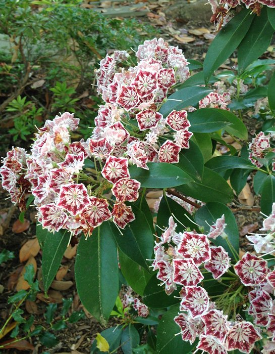 Превью изображения