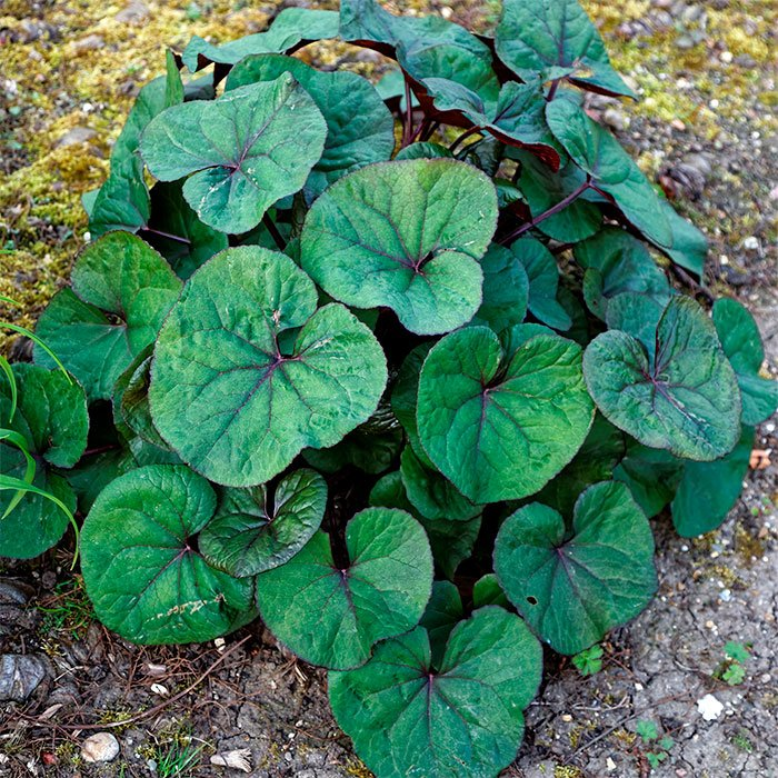 Превью изображения