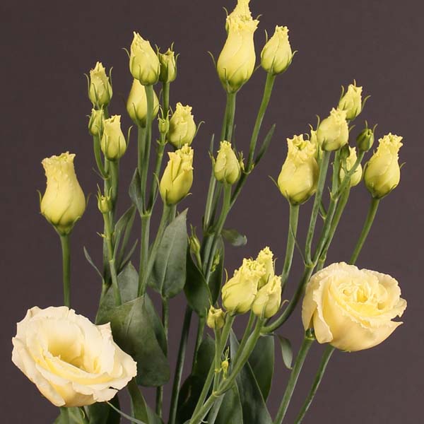 Превью изображения