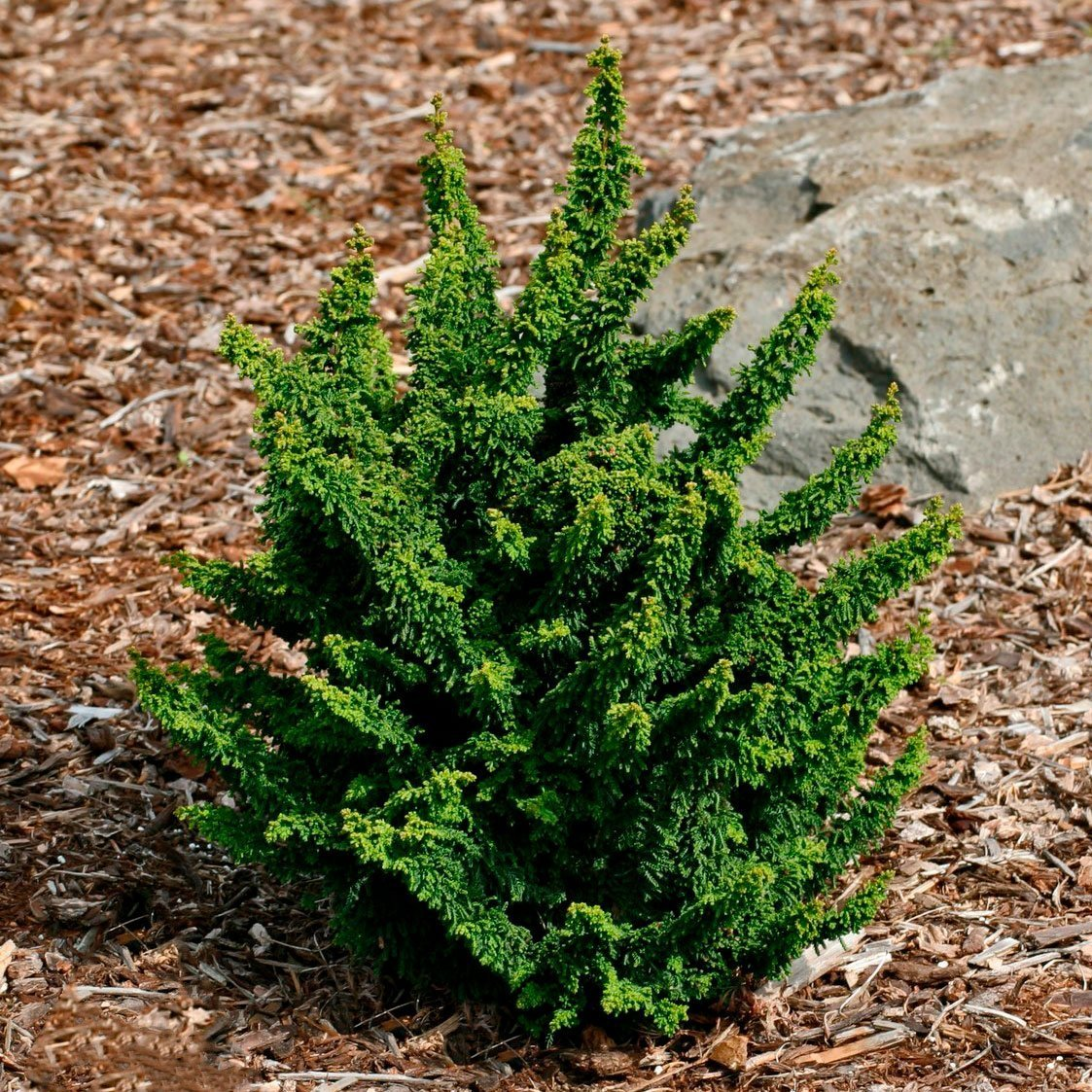 Превью изображения