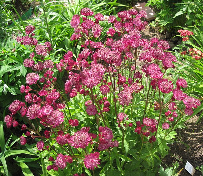 Превью изображения