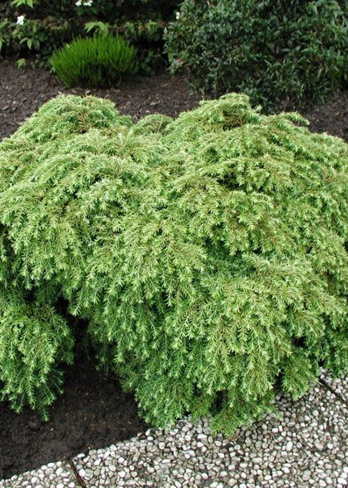 Превью изображения