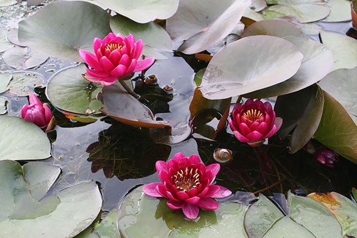 Превью изображения