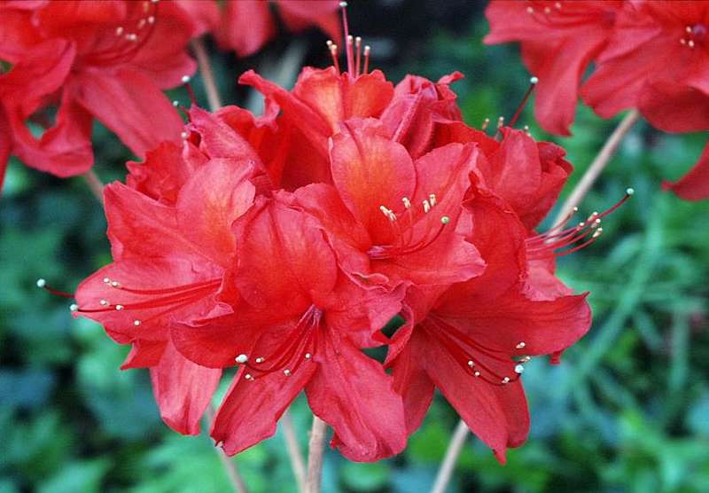 Превью изображения