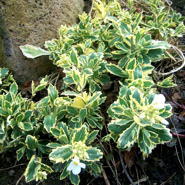 Превью изображения