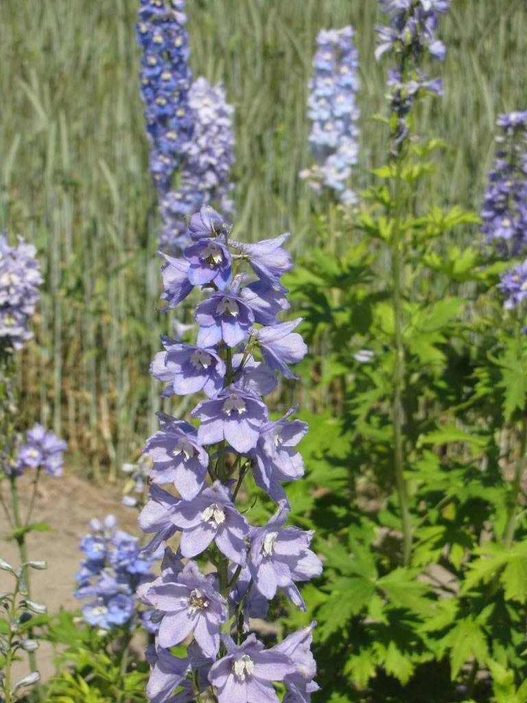 Превью изображения