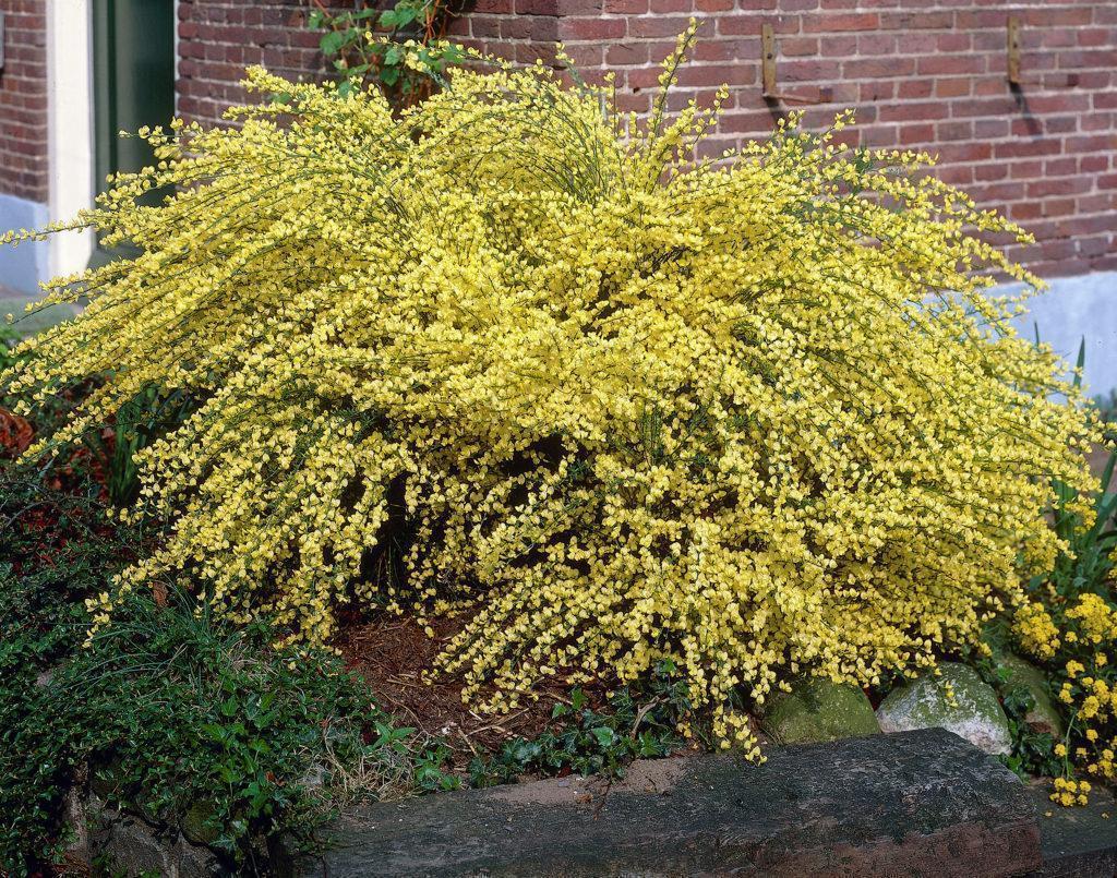 Превью изображения