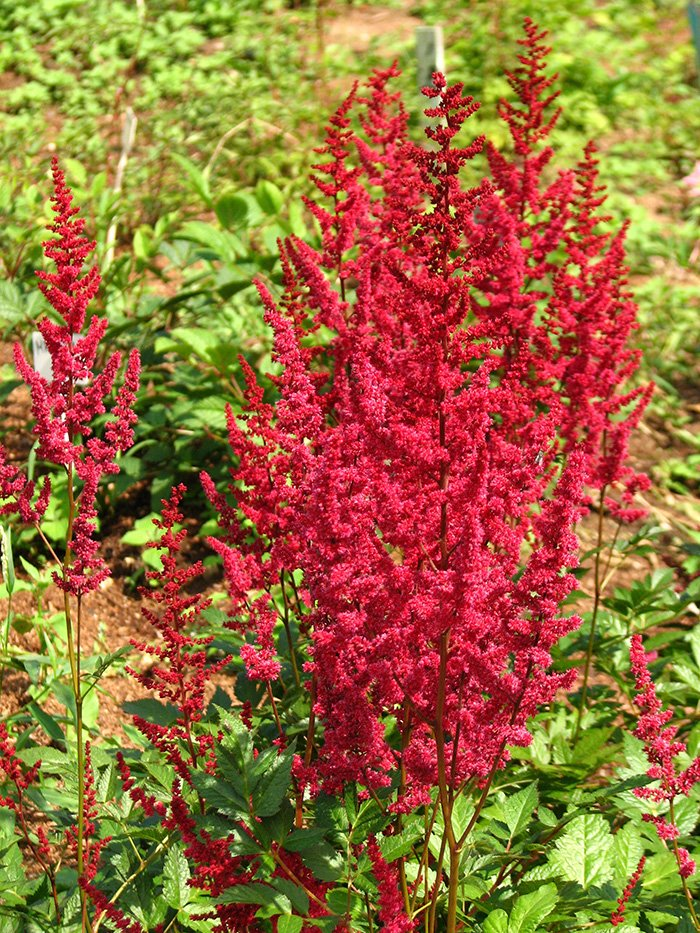 Превью изображения