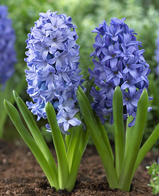 Превью изображения