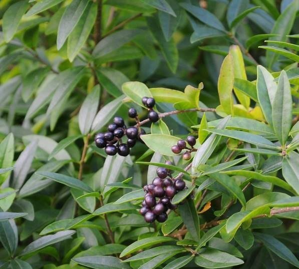 Превью изображения