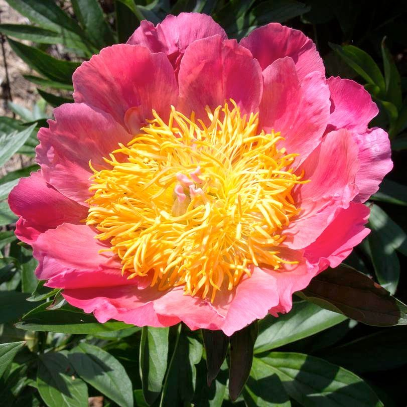 Превью изображения