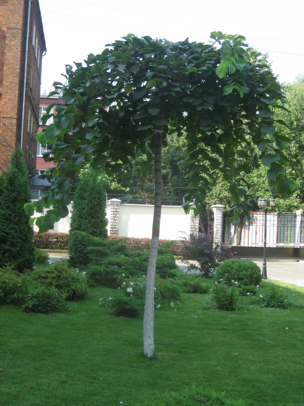 Превью изображения