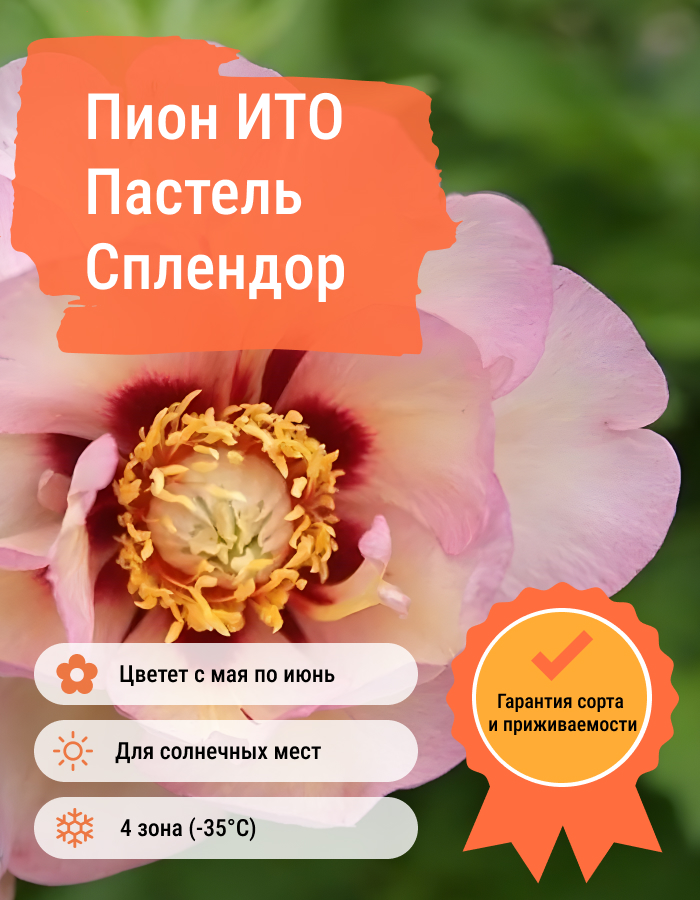 Превью изображения