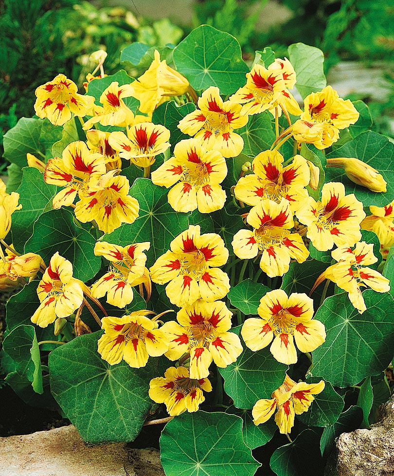 Превью изображения