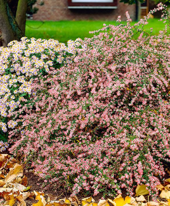 Превью изображения