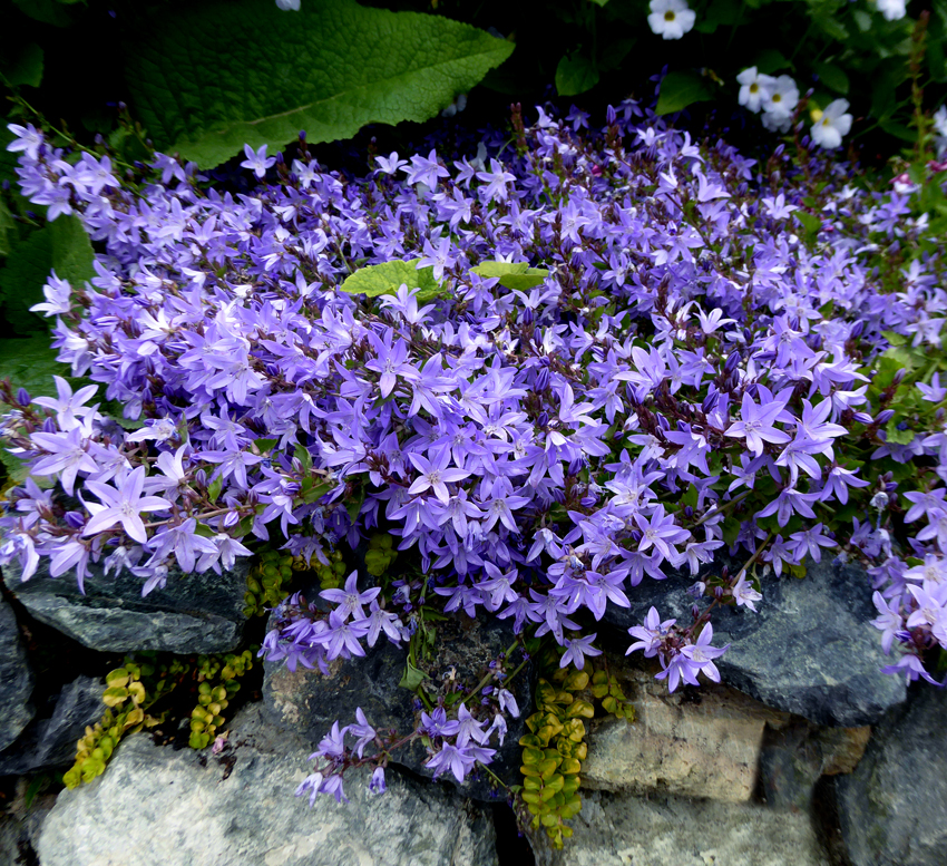 Превью изображения