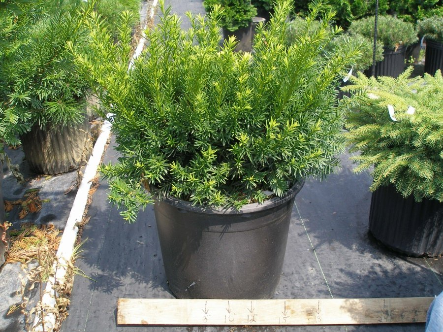 Превью изображения