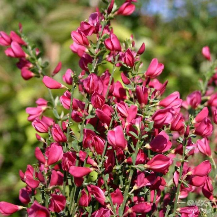 Превью изображения