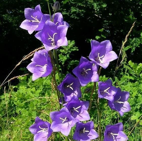 Превью изображения