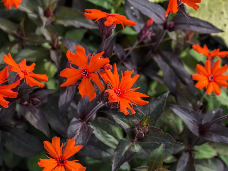 Превью изображения