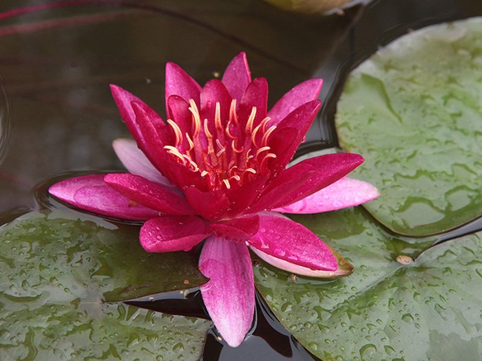 Превью изображения