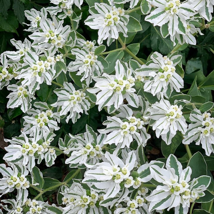 Превью изображения