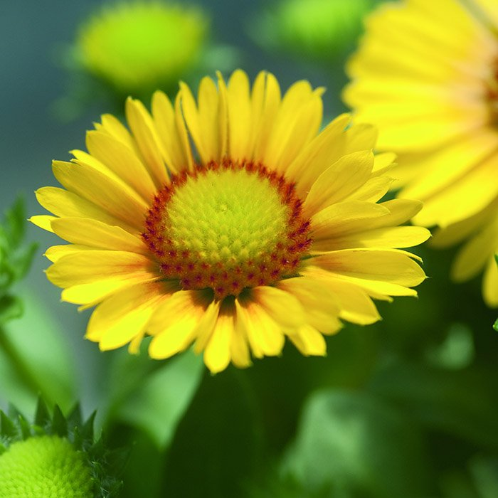 Превью изображения